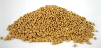 Manufacturers Exporters and Wholesale Suppliers of Mastard Seeds Ahmedabad Gujarat